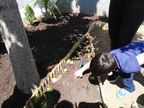 Plantação de alfaces